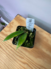 Load image into Gallery viewer, 132. Hoya Patella Pink