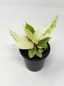 Anthurium Hookeri Variegated