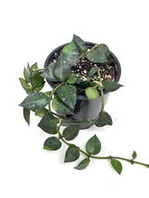 Load image into Gallery viewer, Hoya Lacunosa Silver