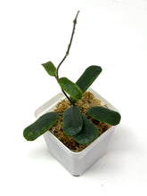 Load image into Gallery viewer, Hoya Rotundiflora