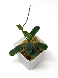 Hoya Rotundiflora