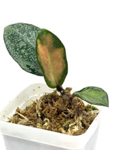 Load image into Gallery viewer, Hoya Carnosa Argentea Princess E