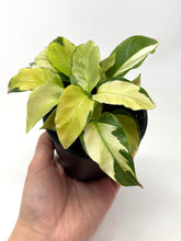 Load image into Gallery viewer, Calathea Yellow Fusion