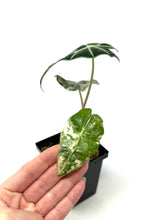 Load image into Gallery viewer, Alocasia Amazonica Variegated C