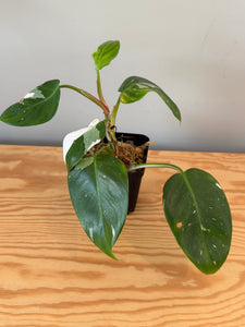 272. Philodendron White Princess