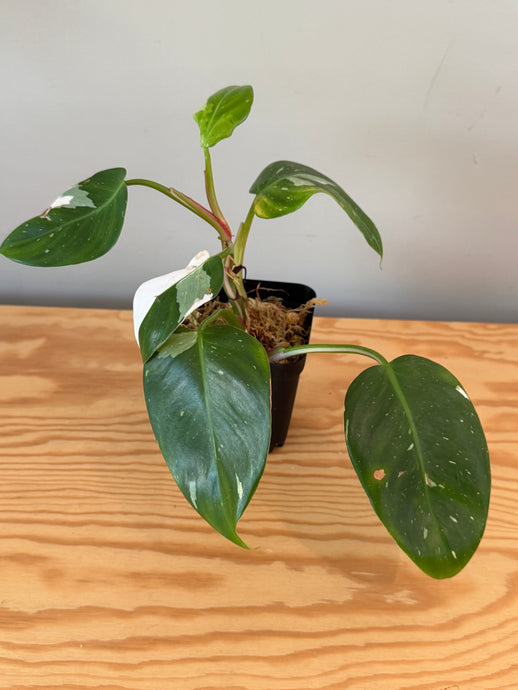 272. Philodendron White Princess