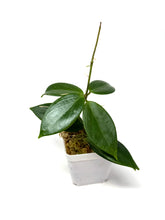 Load image into Gallery viewer, Hoya Sanguine (Mindorensis x Erythrostemma)