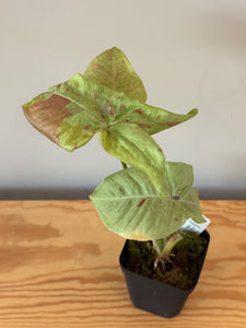284. Syngonium Podophyllum Milk Confetti