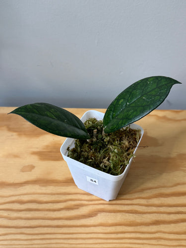 84. Hoya Blessing