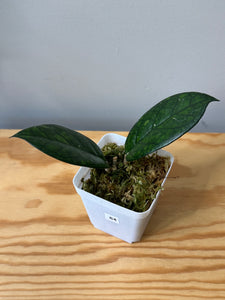 84. Hoya Blessing