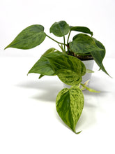 Load image into Gallery viewer, Philodendron Hederaceum Variegated