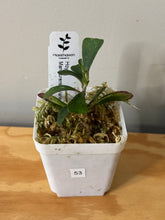 Load image into Gallery viewer, 53. Hoya Manipurensis Variegated