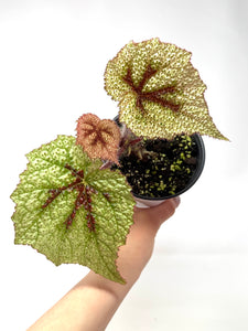 Begonia Masoniana 'Tricolor'