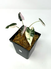 Load image into Gallery viewer, Alocasia Bambino Pink Variegated A