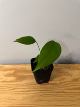 Load image into Gallery viewer, 76. Monstera Deliciosa Aurea Variegated