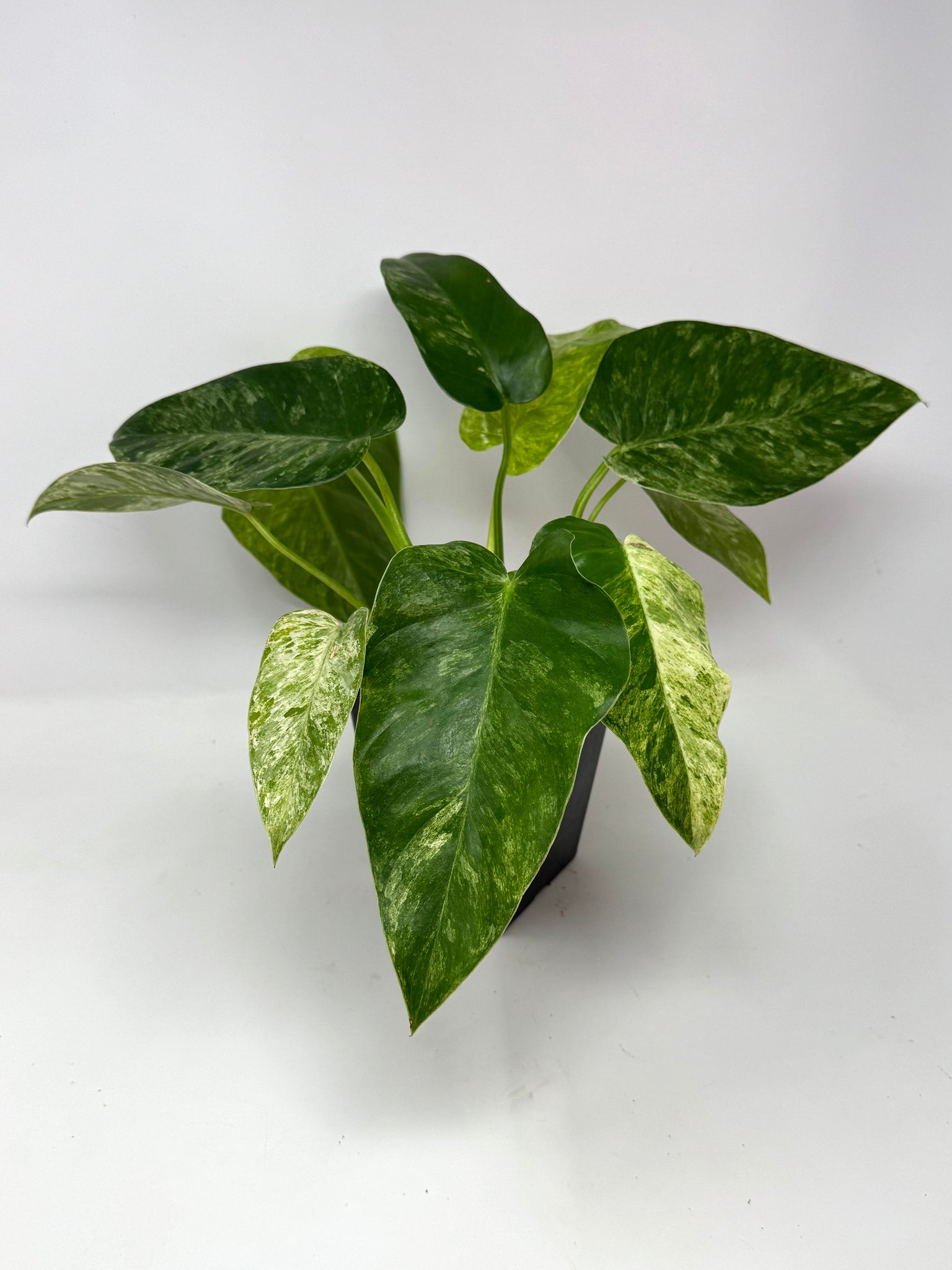giganteum blizzard philodendron Philodendron Giganteum Blizzard – Planthaven Toronto