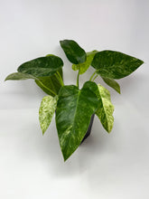 Load image into Gallery viewer, Philodendron Giganteum Blizzard