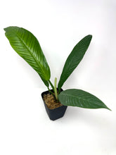 Load image into Gallery viewer, Philodendron Lynette ‘Campii’
