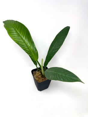 Philodendron Lynette ‘Campii’