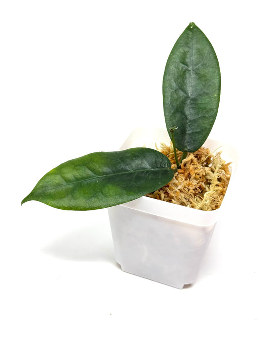 Hoya Piestolepis