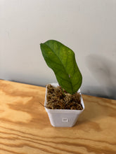 Load image into Gallery viewer, 22. Hoya Meredithii