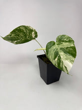 Load image into Gallery viewer, Monstera Deliciosa Albo Variegated K
