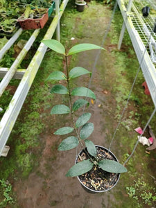 Hoya Liwa