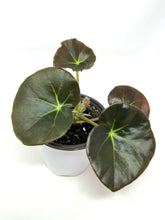 Load image into Gallery viewer, Begonia Beefsteak