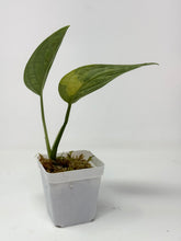 Load image into Gallery viewer, Monstera Peru Variegated