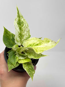 Anthurium Hookeri Variegated