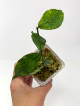 Load image into Gallery viewer, Hoya Polyneura