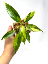 Load image into Gallery viewer, Philodendron Florida Beauty D