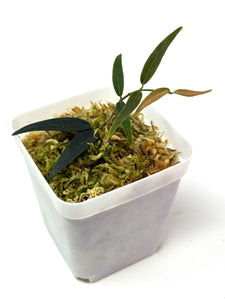 Hoya Oligantha
