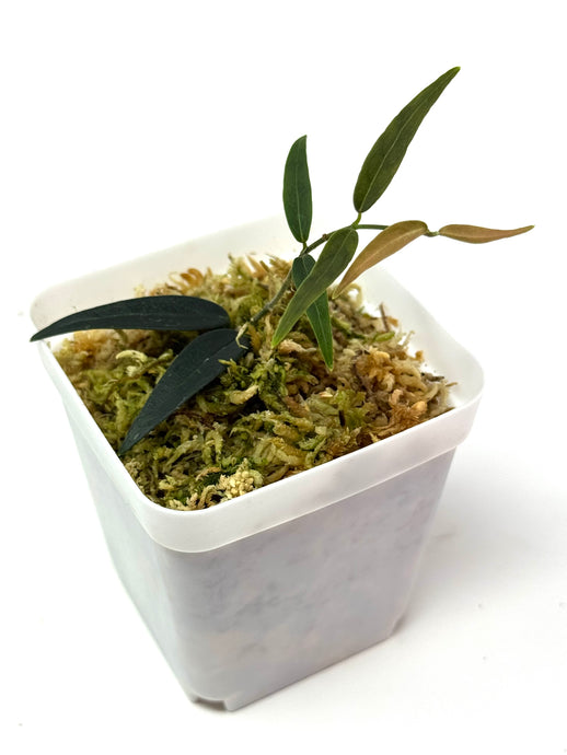 Hoya Oligantha