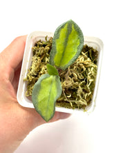 Load image into Gallery viewer, Hoya Carnosa ‘Argentea Princess’ K