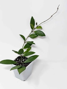 Hoya David Cummingii