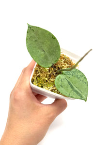 Hoya Verticillata Heart Leaf Silver