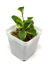 Load image into Gallery viewer, Hoya Heuschkeliana Margin Variegated