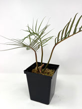 Load image into Gallery viewer, Philodendron Tortum