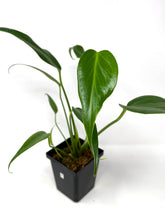 Load image into Gallery viewer, Philodendron Burle Marx Flame B