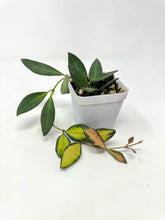 Load image into Gallery viewer, Hoya Burtoniae Variegated