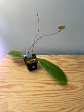 Load image into Gallery viewer, 2. Hoya Vitellinoides