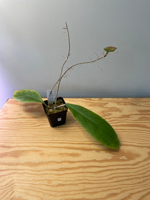 2. Hoya Vitellinoides