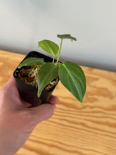 Load image into Gallery viewer, 10. Philodendron Glorious