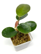 Load image into Gallery viewer, Hoya Australis