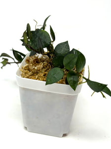 Hoya Krohniana Black