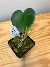 Load image into Gallery viewer, 95. Hoya Kerrii Variegated (inner)