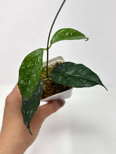 Load image into Gallery viewer, Hoya Cystiantha Splash