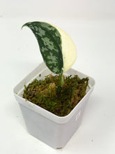 Load image into Gallery viewer, Scindapsus Mayari Variegated H