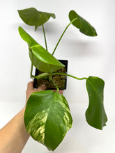 Load image into Gallery viewer, Monstera Deliciosa Aurea Variegated A